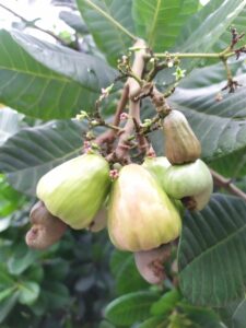 Read more about the article Cashew Growing Guide