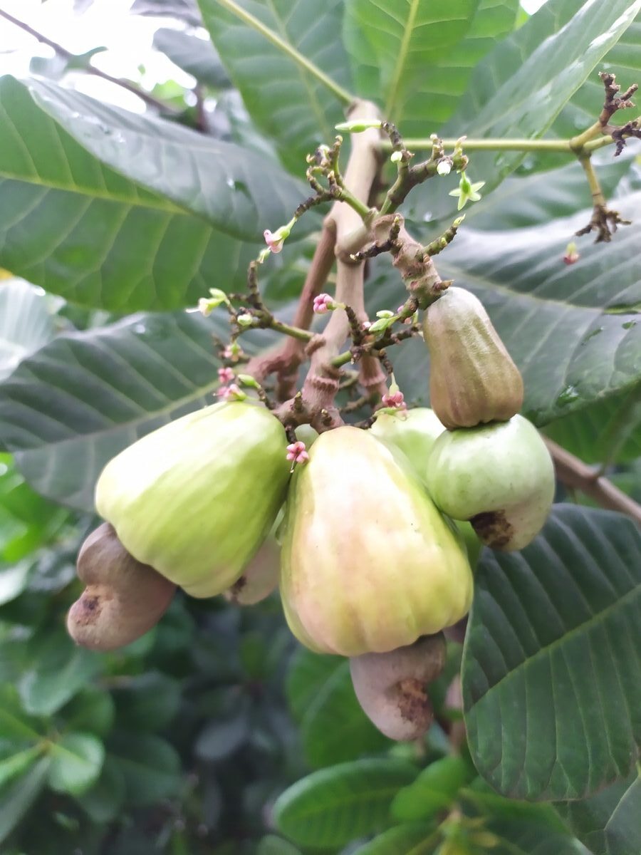 Cashew Growing Guide - African Gardening