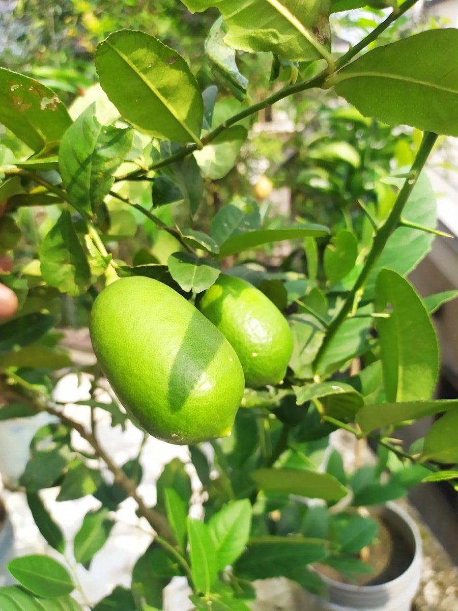 Read more about the article Lemon Growing Guide