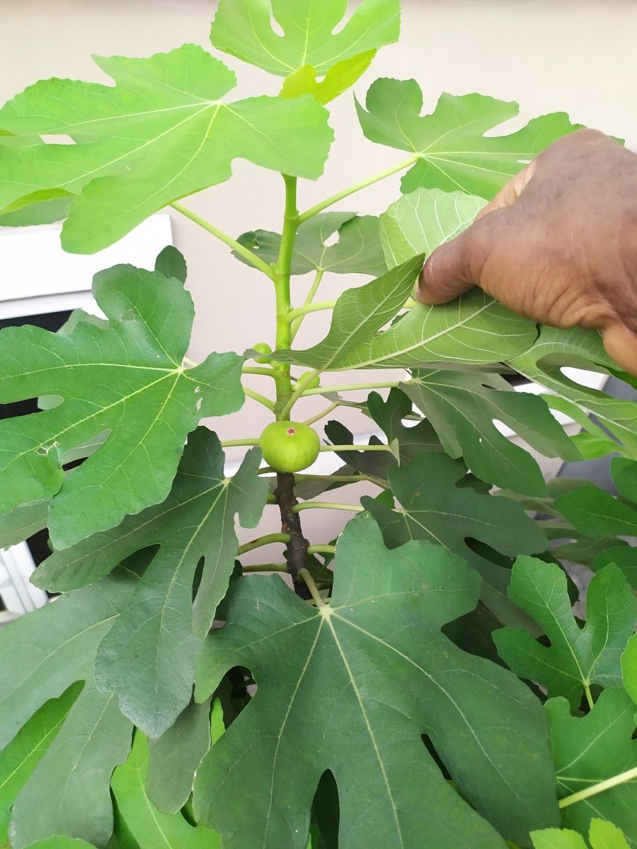 Read more about the article Fig Tree Growing Guide